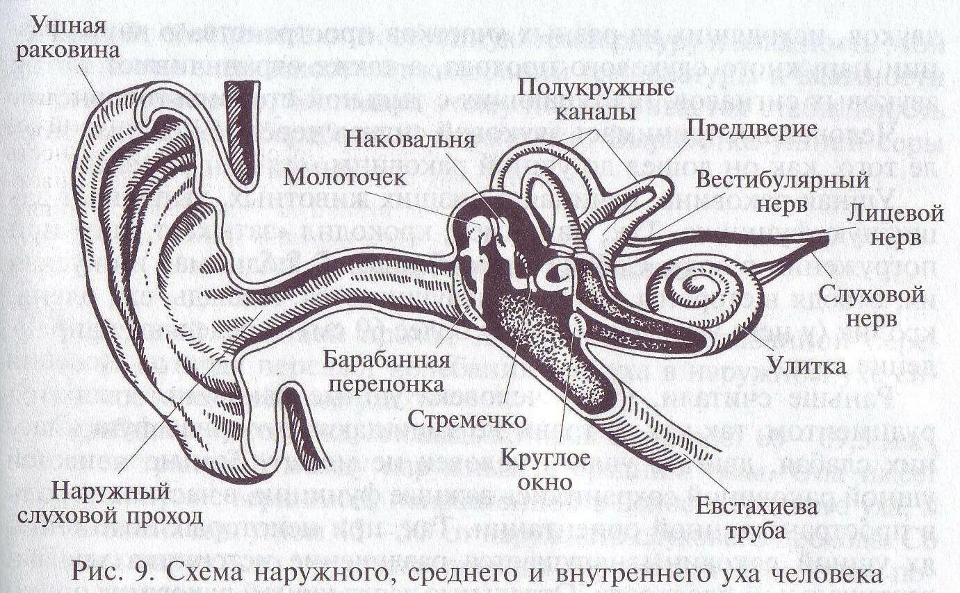 Ушная раковина какой отдел. Строение органов слуха млекопитающих схема. Строение ушной раковины человека анатомия. Строение уха наружный слуховой проход. Строение ушной раковины и внутреннего уха.