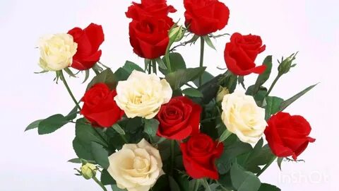 Жыртылған киска - қатыгез.