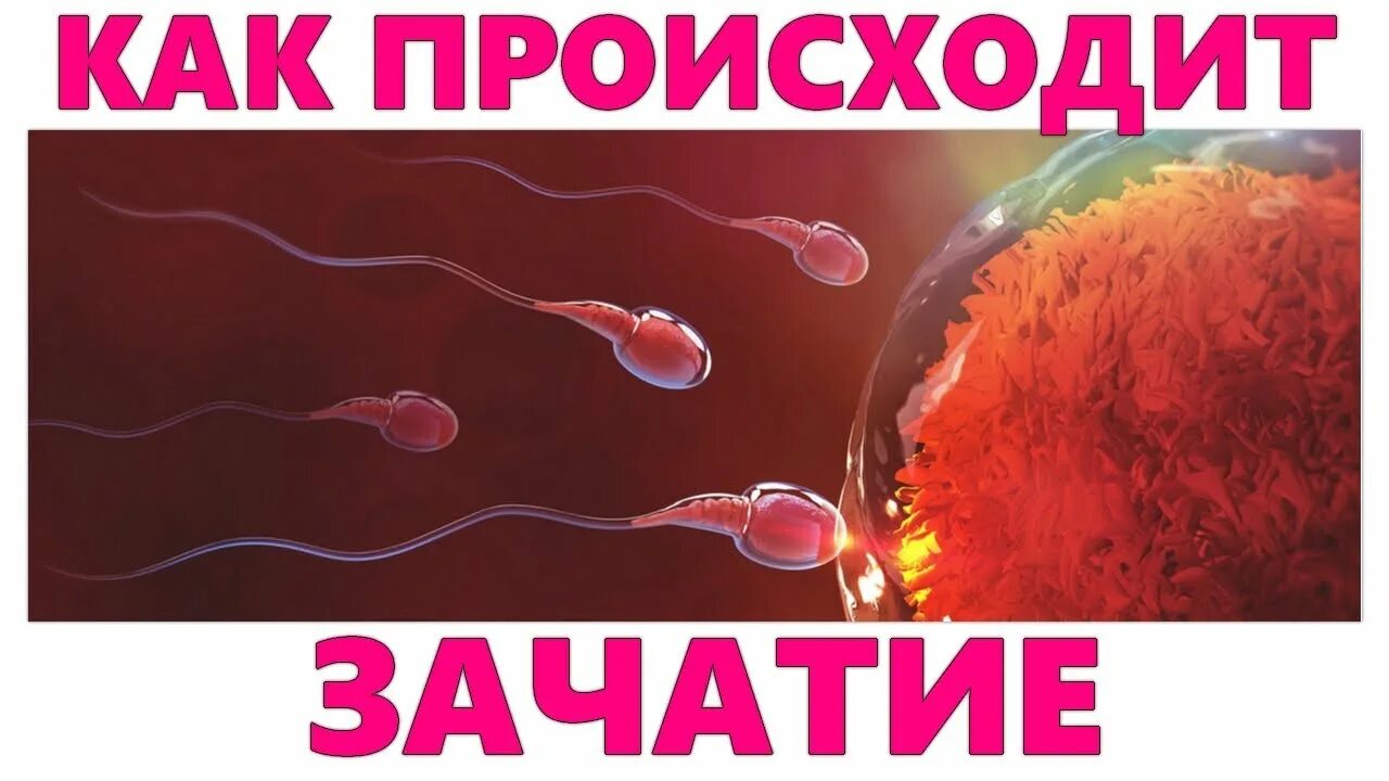 Начало зачатия ребенка