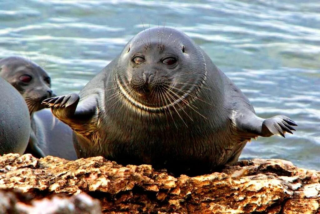Где водятся нерпы