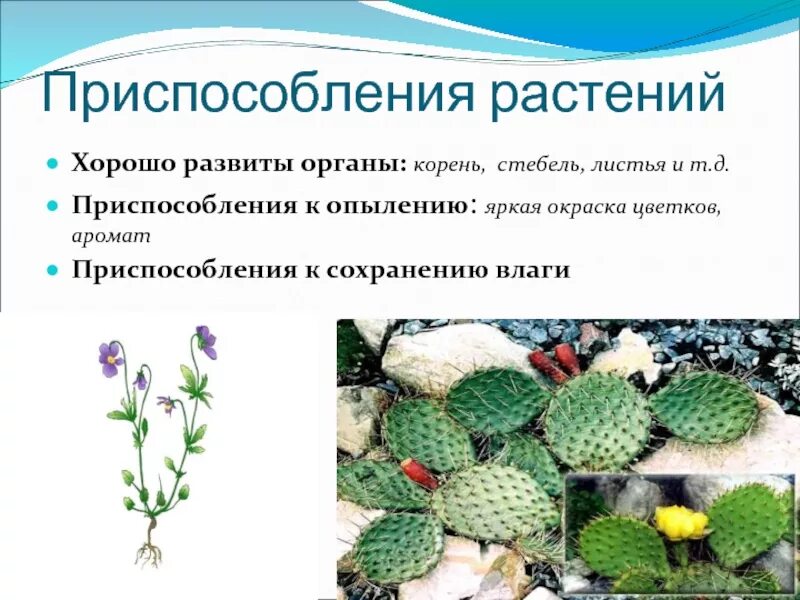 Приспособление растений к обитанию в воде. Приспособления растений. приспособление растений к влажности. приспособление растений к болотам. приспособление растений к среде.