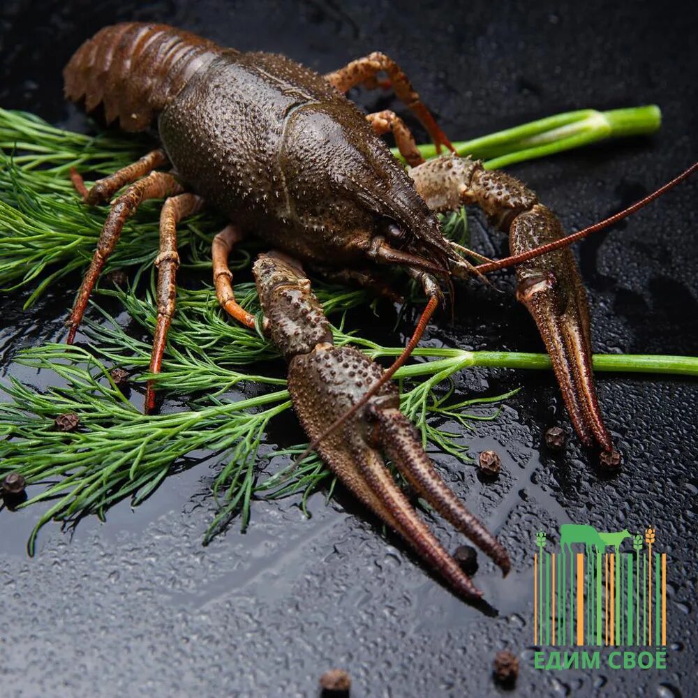 Procambarus clarkii. Procambarus clarkii. Raik. Ракообразные водные обитатели. Рачки живность.