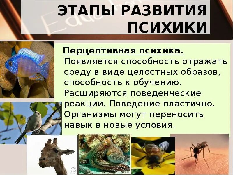 Психика высших животных. Стадия перцептивной психики. стадия перцептивная психика. перцептивная стадия развития. перцептивная психика животных.