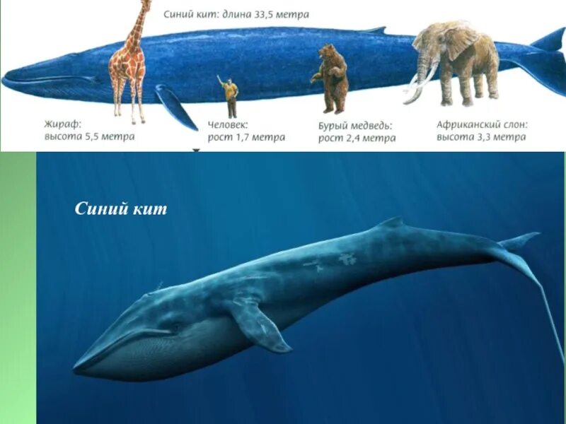 Сколько в длину кит. Синий кит (длина 33 м). синий кит длина. синий кит размеры. синий кит и человек.
