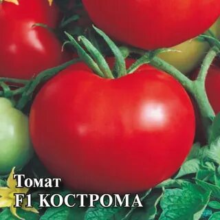 Сорта томатов кострома отзывы