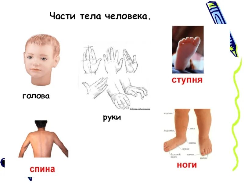 Рука нога стопа. Части тела. Тело человека части тела. Части тела человека затылок. Части тела человека части руки.