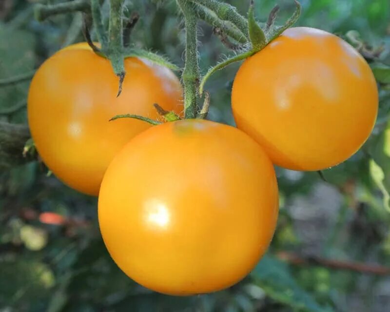 Желто розовые томаты