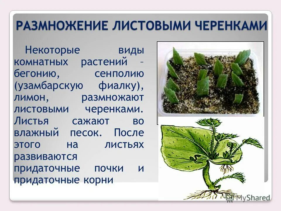 вегетативный орган размножения листовые черенки. размножение растений листовыми черенками. вегетативное размножение листовыми черенками. вегетативное размножение листовыми черенками примеры. вегетативное размножение листовыми черенками.