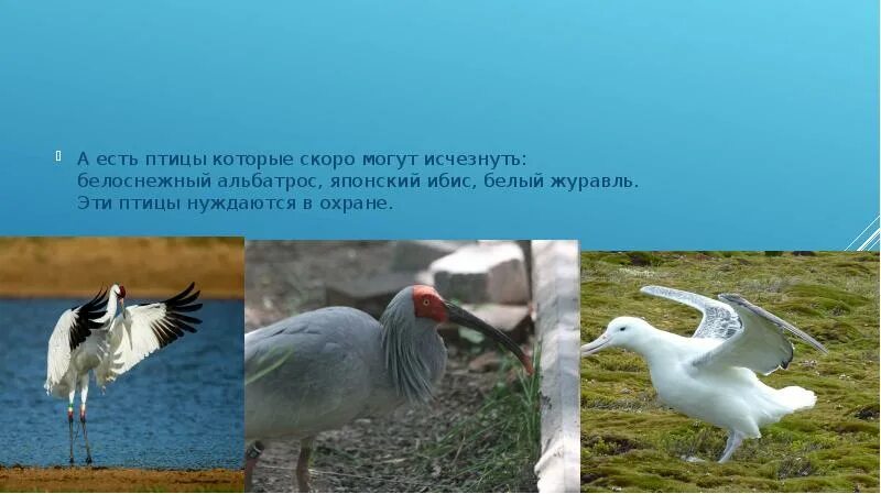 Птица которая исчезла. Стеллеров баклан. Дронт или додо вымершая нелетающая птица. Птицы исчезнувшие по вине человека. Птицы которые вымерли.