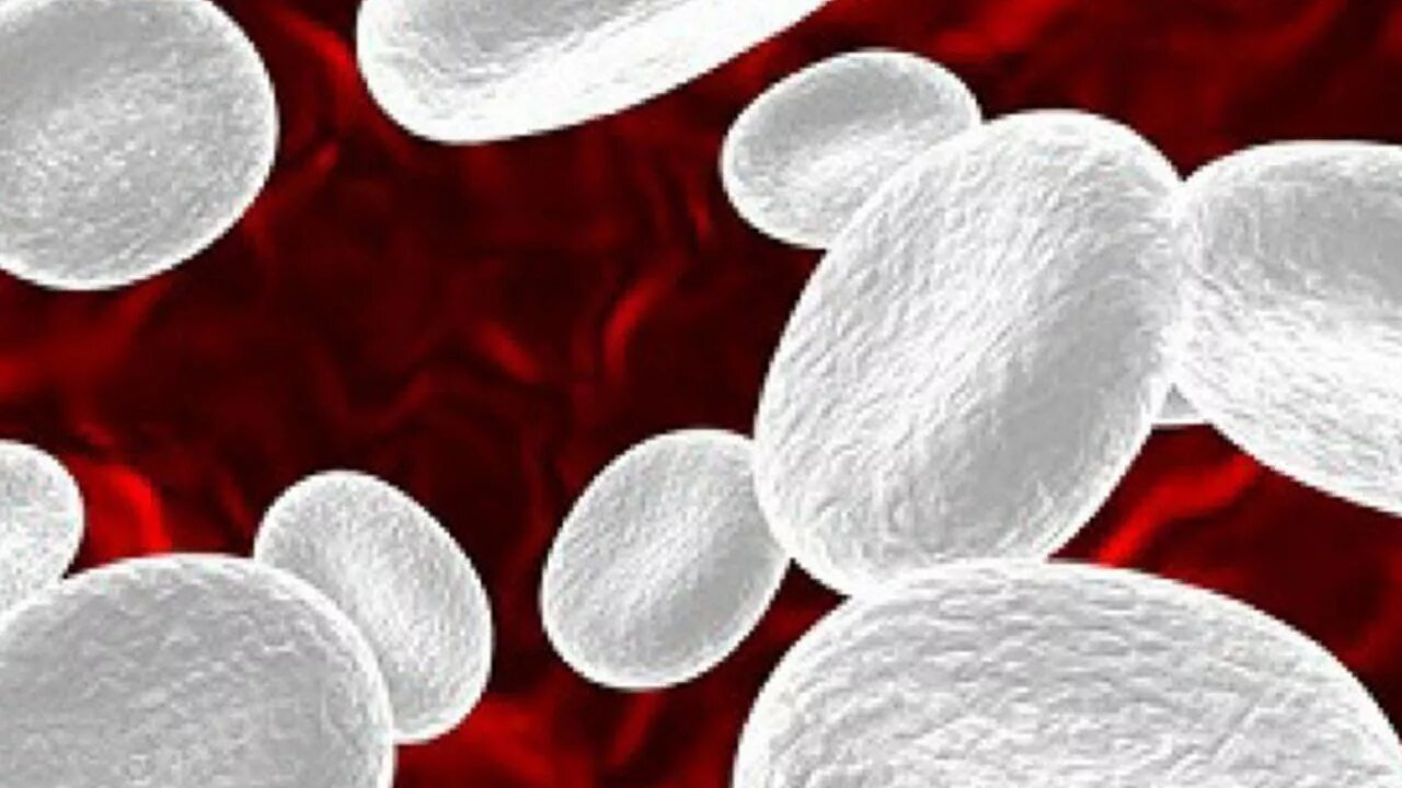 Лейкоциты под микроскопом. Эритроциты 4,09 в крови. Эритроциты после химиотерапии. Клетки крови тромбоциты. Эритроциты после химиотерапии.