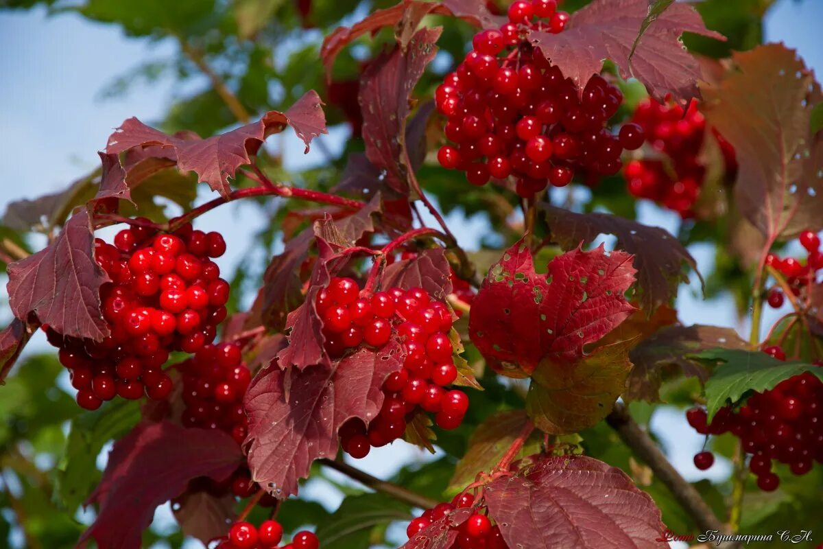 Калина обыкновенная viburnum opulus. Калинка куст. Калина viburnum дерево. Кали́на обыкнове́нная -vibúrnum ópulus. Калина обыкновенная жолобовская.