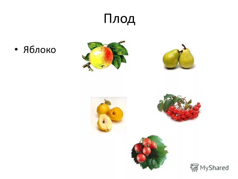 Плоды жизни дети. Плод яблоко. Яблоко (Тип плода). Типы плодов яблоко. Яблоки с примерами.