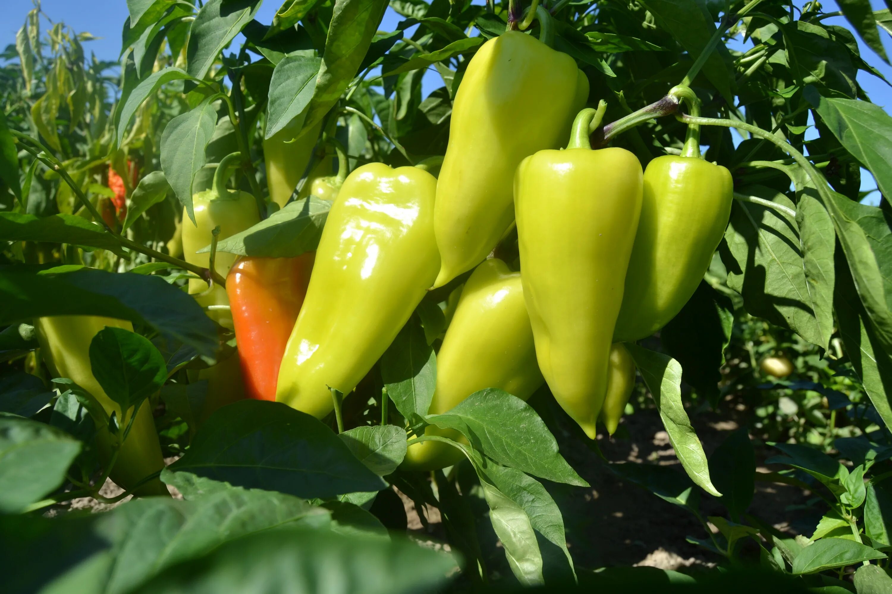 Покажи сладкий перец. Перец Capsicum annuum. Перец сладкий Белозерка. Перец Орленок. Перец сладкий болгарский растение.