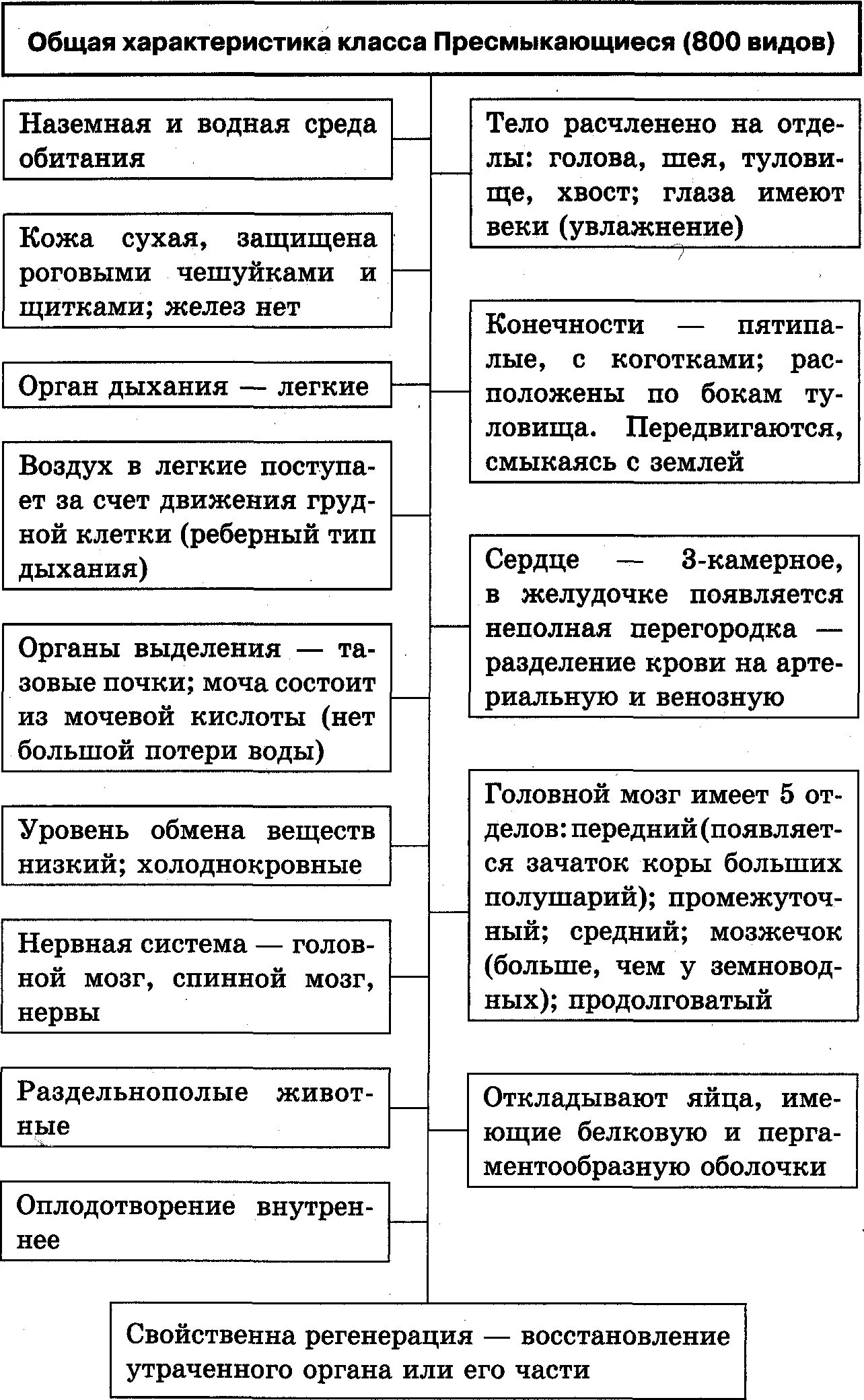 Заполните таблицу рептилии. Общая характеристика класса пресмыкающиеся 7 класс таблица. Общая характеристика класса пресмыкающихся 7 класс таблица. Общая характеристика пресмыкающихся 7 класс таблица. Общая характеристика пресмыкающихся таблица.