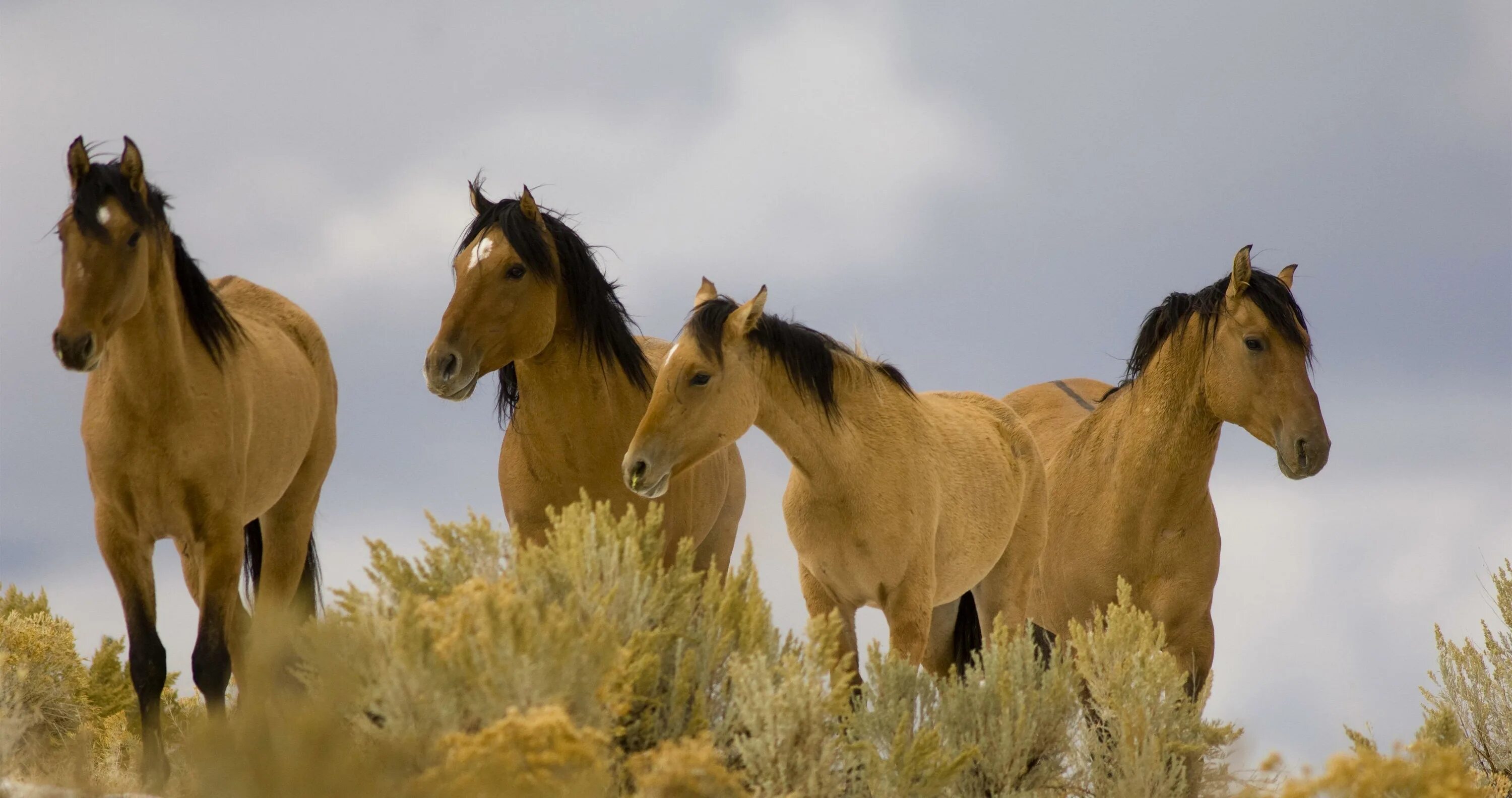 Мустанг одичавшая лошадь. Табун лошадей на природе. Жизнь диких лошадей. Дикие лошади в природе. Жизнь диких лошадей.