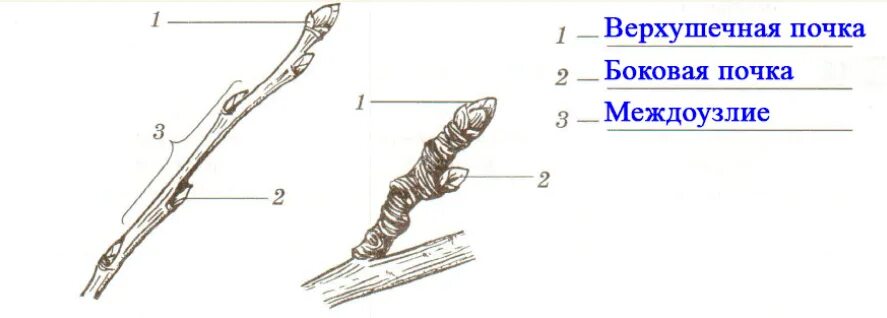 Побег и почки подпишите части побега. Расположение почек на стебле. Расположение почек на стебле побега. Лабораторная работа по биологии 6 класс строение побега и почек.