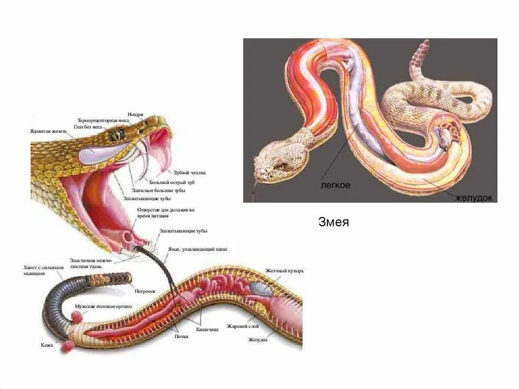 Внутреннее строение змеи. Змея строение органов. Анатомия змеи.