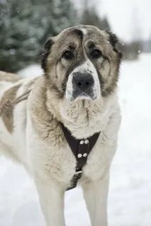 Алабай 5 лет