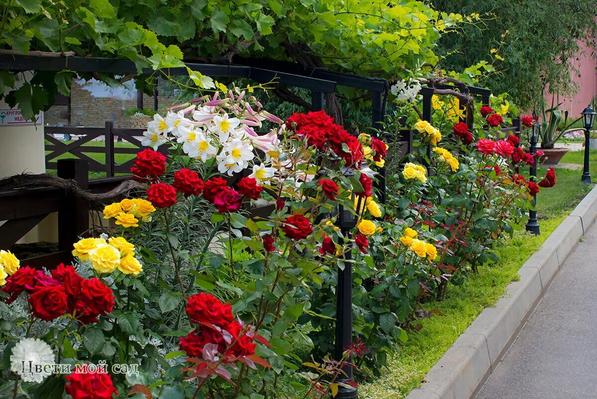 Сад хорошие соседи. Розария и Лилия. Красивые клумбы с розами. Цветники розарии. Цветник с розами.