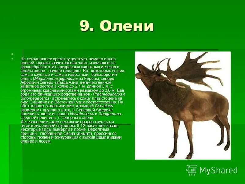 доклад о животных нашего края. бунина "густой зеленый ельник у дороги. олень 3 класс. олень для презентации. олень описание для детей.