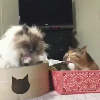 Отпусти кошку