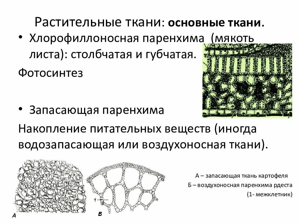 Функции паренхимы. Функции паренхимы