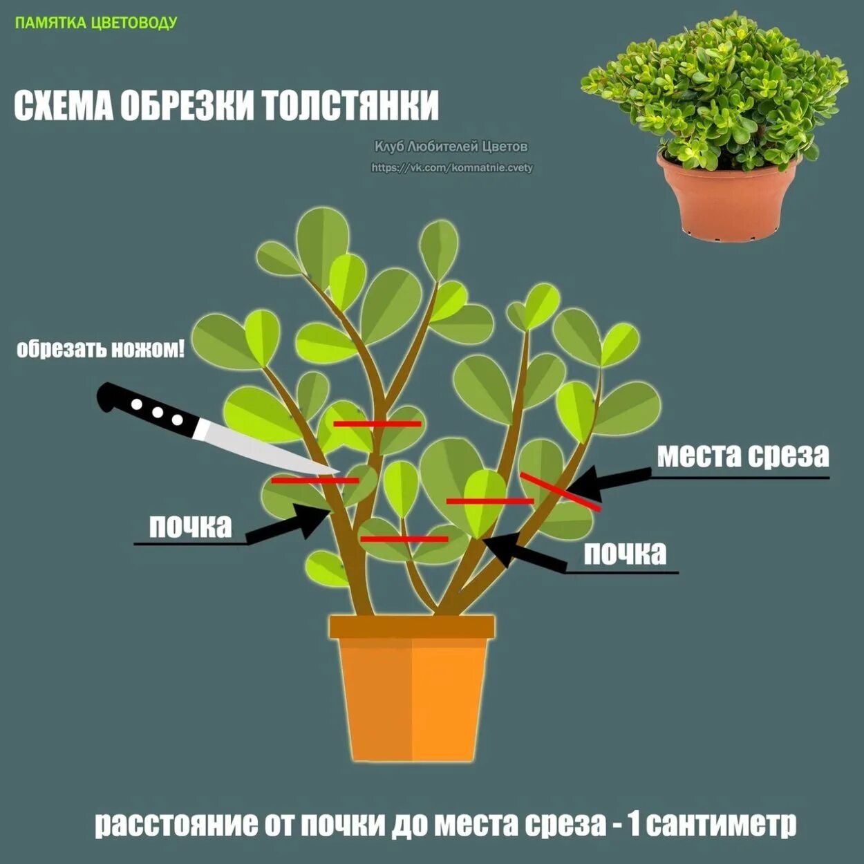 Как правильно обрезать толстянку. Обрезка толстянки схема. Красула микро. Толстянка на штамбе. Толстянка побег.