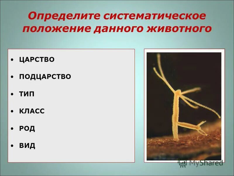 Определите систематическое положение животного. Определите систематическое положение животного