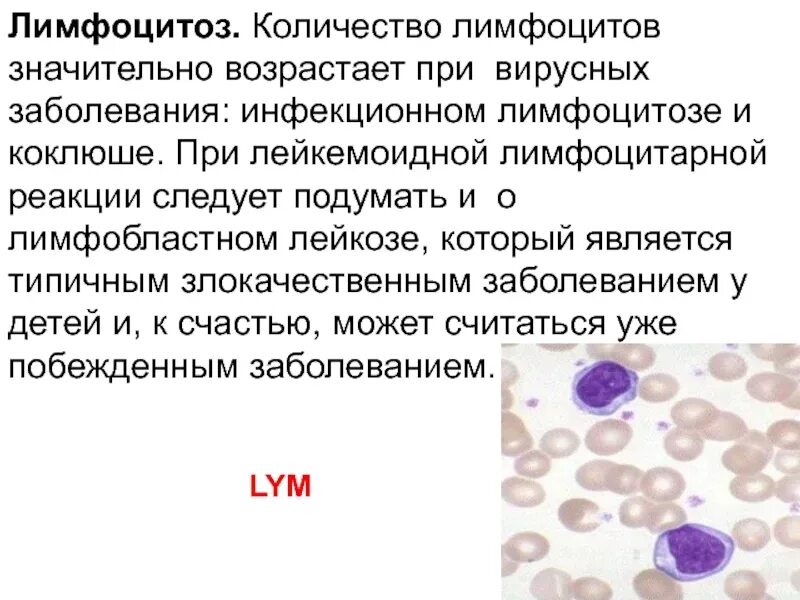 Лимфоцитов 48 что это значит