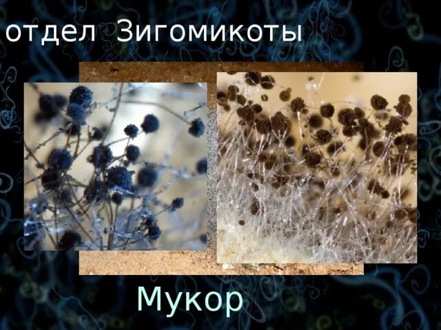 Царство гриба мукор. Зигомицеты плесень. зигомицеты мукор. отдел зигомикоты строение. отдел грибов зигомикота представители.