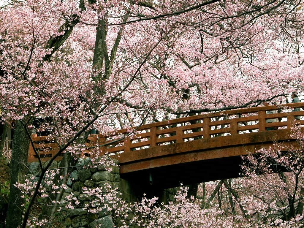 Цветущая Сакура в Японии сад. Сакуровый сад в Японии. Черри блоссом в Токио. Цветение японской Сакуры.