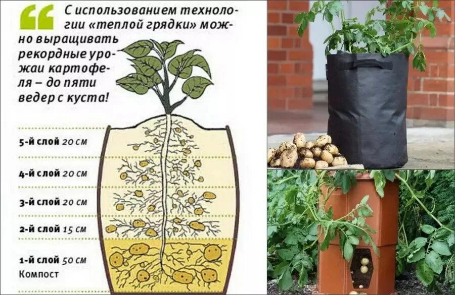 Выращивание картофеля домашних условиях. Картошка в бочке вырастить. Посадка картофеля в мешках. Посадка картошки в бочках. Сажаем картошку в мешках.