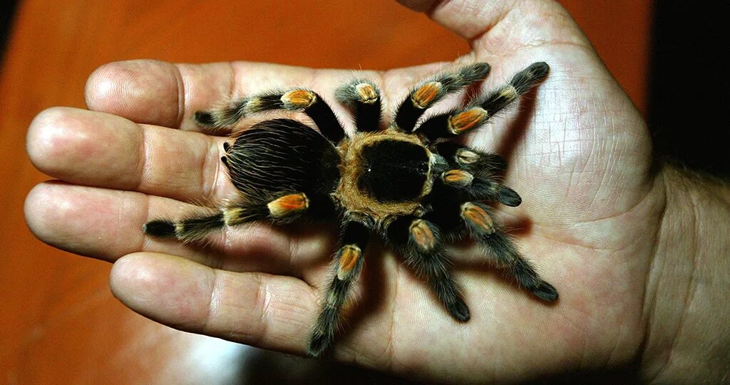 Паук домашний питомец. Пауки не ядовитые домашние. Brachypelma smithi маленький. Пауки домашние питомцы. Паук домашний питомец.
