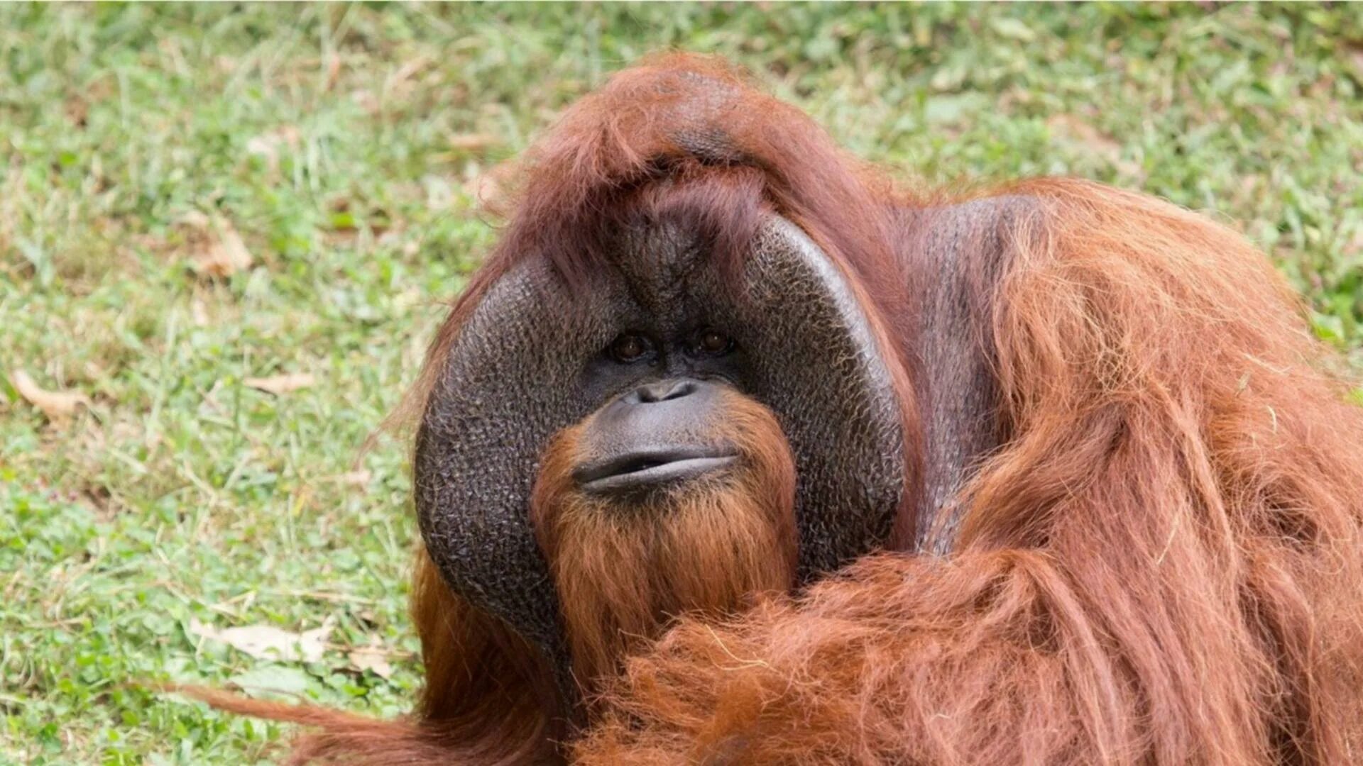 Обезьяна не понимает. Орангутан. Орангутан хвост. Орангутанг с бородой. Рыжая обезьяна.