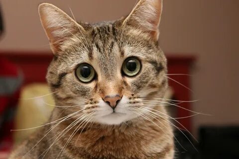 Рандом кот