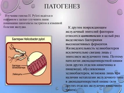 Бактерии в желудке симптомы