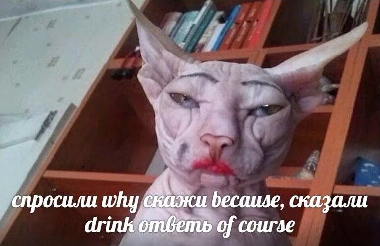 Кот с лысой головой мем Tastefully Offensive on Tumblr Funny animal memes, Cute funny animals, Funny dog