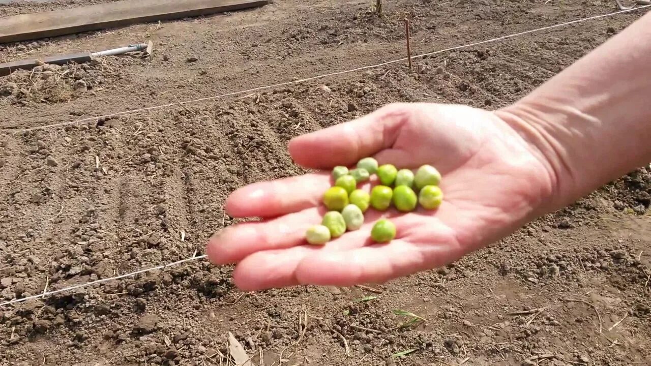 Семена гороха для посадки. Посадка семян гороха. Горошек в открытом грунте. Посадка гороха в открытый грунт. Грунт для гороха