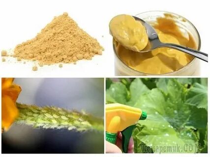 Горчичный порошок для рассады