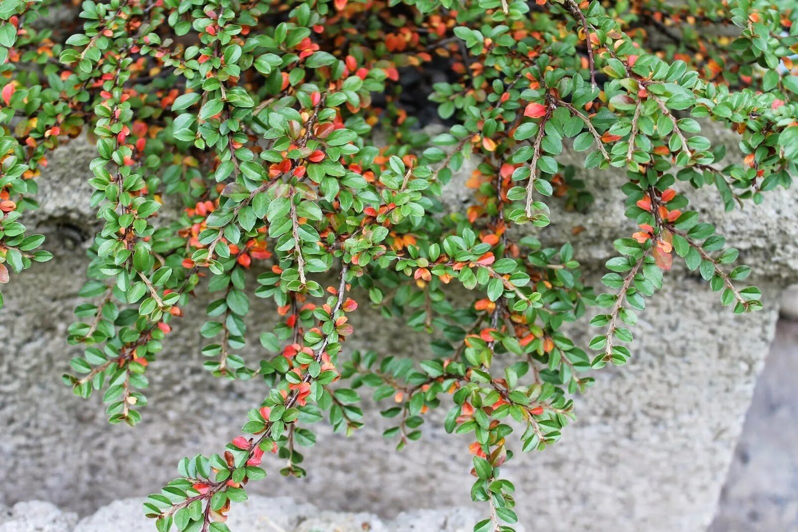 Кизильник Даммера. Кизильник Цабеля. Кизильник (Cotoneaster). Кизильник (Cotoneaster) горизонтальный.