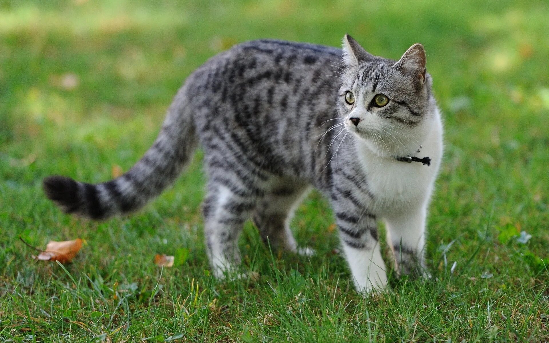 Картинки животных коты