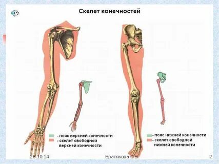 Нижняя и верхняя конечность человека