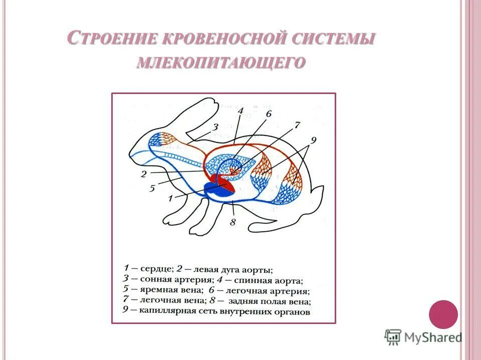 Внутреннее строение млекопитающих конспект