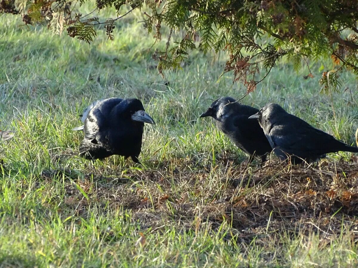 Ворон ворона Галка Грач. Ворон Грач Галка. Ворон Грач Галка отличия. Грачи галки вороны. Грач ворона сорока