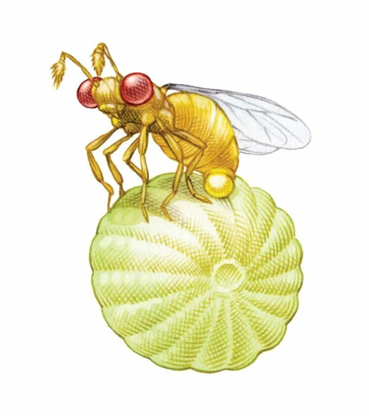 Наездник-яйцеед. Наездник яйцеед трихограмма. Наездник яйцеед трихограмма. Трихограммы наездники-яйцееды. Наездник-яйцеед личинки.