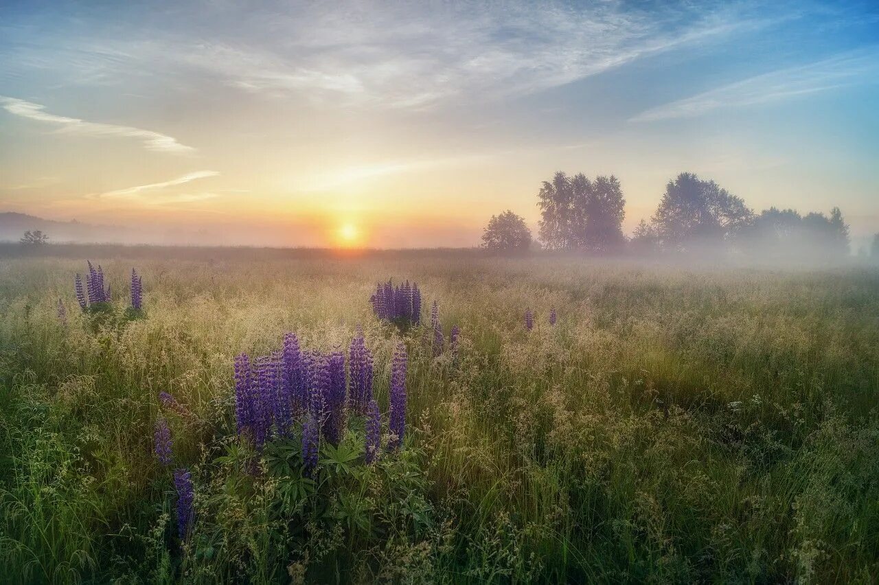 Летний пейзаж. Лето рассвет. Природа рассвет. Раннее летнее утро.