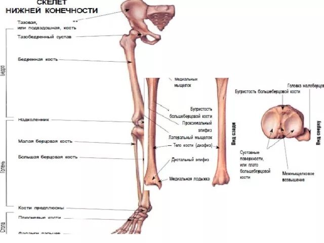 Кости нижних конечностей человека анатомия. Кости нижней конечности строение. Нижние конечности человека анатомия. Кости нижней конечности анатомия.