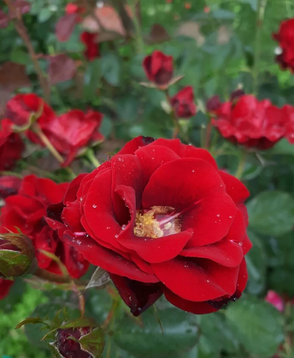 Цветочница анюта розы весной. 102 Розы цветочница Анюта. Цветочница Анюта розы дзен. Розы для Анюты. Цветочница Анюта розы в саду.
