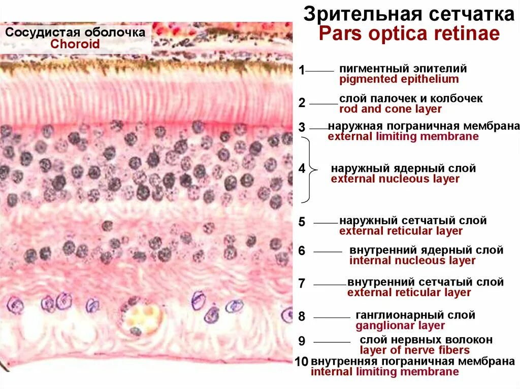 Конъюнктива гистология эпителий. Пигментный эпителий сетчатки глаза. Нейроны сетчатки гистология. Оболочки сетчатки гистология.