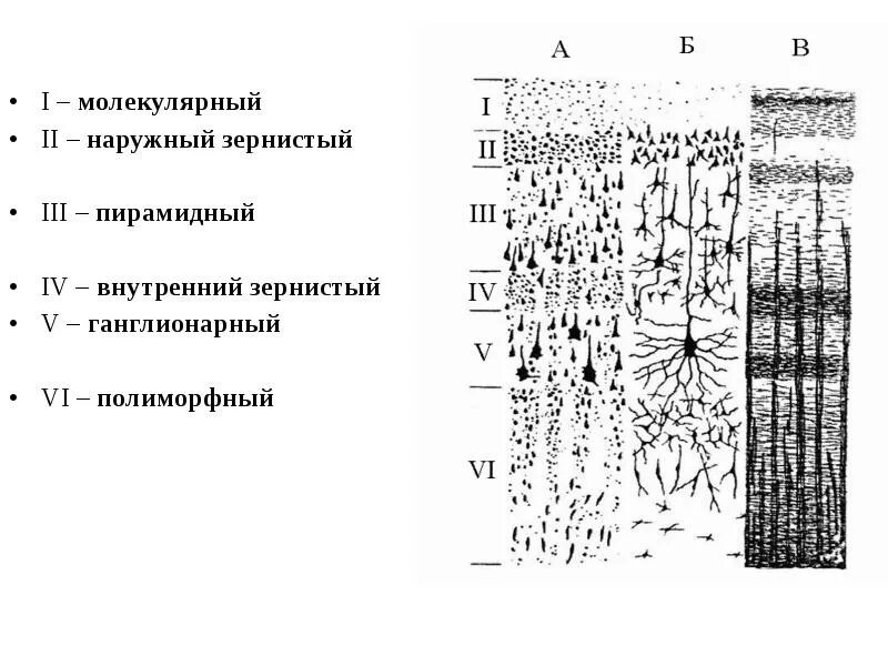 Неподвижный зернистый слой